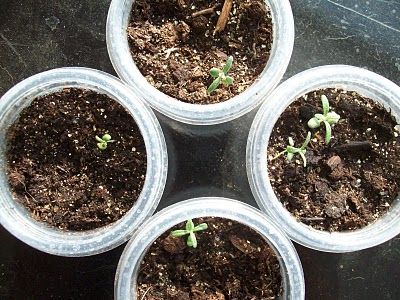 Thyme To Garden Now: Growing Rosemary from Seed How To Grow Rosemary From Seed, Growing Rosemary From Seed, Rosemary From Seed, First Vegetable Garden, Grow Rosemary, Homesteading Life, Regrow Vegetables, Growing Rosemary, Varieties Of Tomatoes