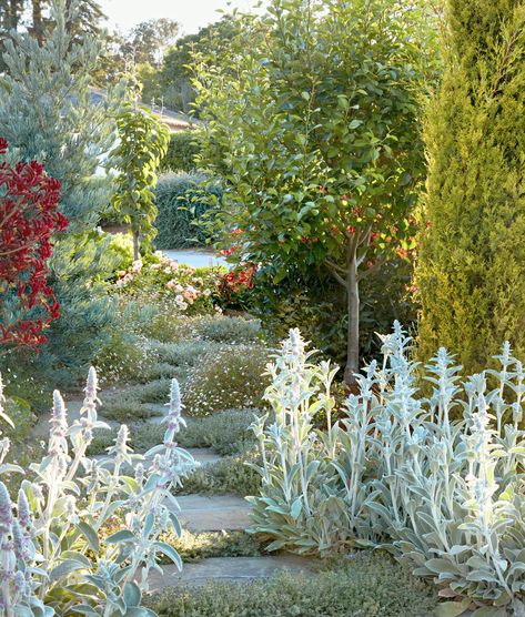 Flowers, Fruit Trees, and Entertaining Spaces Abound Inside This Organic Garden in California California Cottage Garden, California Garden Design, Fuyu Persimmon Tree, Beach Landscaping, Southern California Garden, Xeriscape Ideas, Terrace Landscape, Backyard Plans, California Native Garden