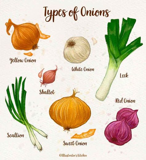 Vegetable Chart, Types Of Onions, Onion Leeks, Watercolor Food Illustration, Seed Starter Kit, Healthy High Protein Meals, Seed Starter, Watercolor Food, Healthy Food Choices