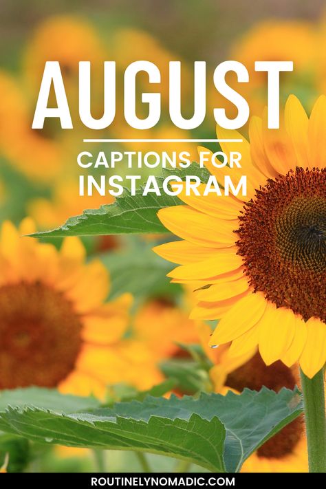 Sunflowers with August captions for Instagram August Month Captions Instagram, August 1st Quotes, Quotes About August, August Captions Instagram, August Letterboard Quotes, August Sayings, August Quotes Inspirational, August Birthday Quotes, Hello August Images