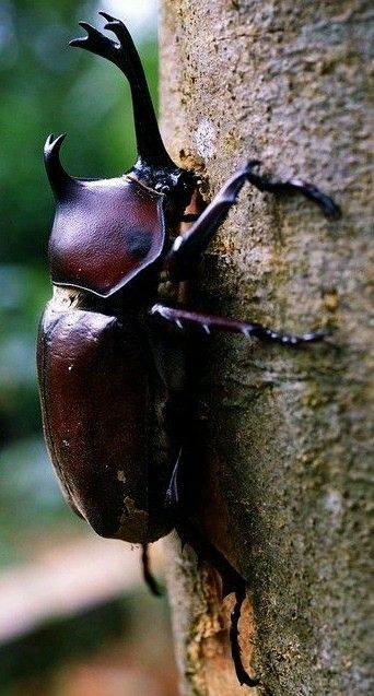 Insects -There are over 300 species of the Rhinoceros Beetles. Other common names -   Hercules beetle, Unicorn beetle  or Horn beetle. Japanese Rhino Beetle, Rino Beetle, Beetles Photography, Rhinosaurus Beetle, Beetle Side View, Beetle Horns, Japanese Rhinoceros Beetle, Horn Beetle, Horned Beetle