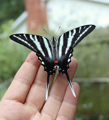 Releasing Butterflies, Zebra Swallowtail Butterfly, Silkworm Moth, Zebra Swallowtail, Zebra Butterfly, Swallowtail Butterflies, Large Moth, Moth Species, Wild Sunflower