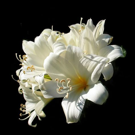 White Lilium, Flower Photography, Flower Photos, Flowers Nature, Love Flowers, Amazing Flowers, Flowers Photography, White Flower, Pretty Flowers