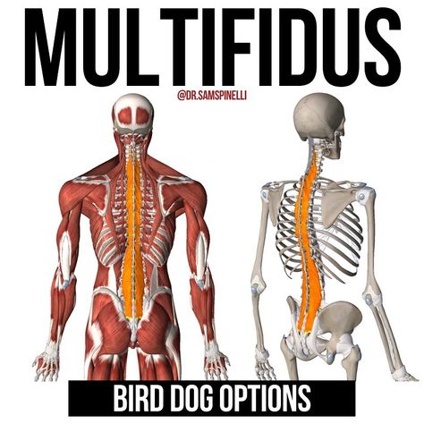 Samuel Spinelli on Instagram: “Train your multifidus⤵️ . ❤️ Whats your favorite exercise for the multifidus? Share in the comments! . The multifidus is a muscle that runs…” Rehab Exercises, Myofascial Release, Trigger Points, Bird Dogs, Stretching, Anatomy, Comic Book Cover, Train, Running