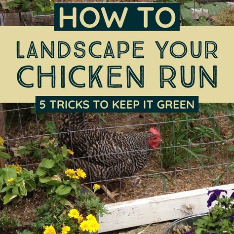 Plants for Chicken Coop Runs | Landscape for Shade and Forage Decorating Backyard, Coop Layout, Plants For Chickens, Coop Decor, How To Grow Watermelon, Gardening Backyard, Chicken Manure, Layer Chicken, Chicken Coop Run