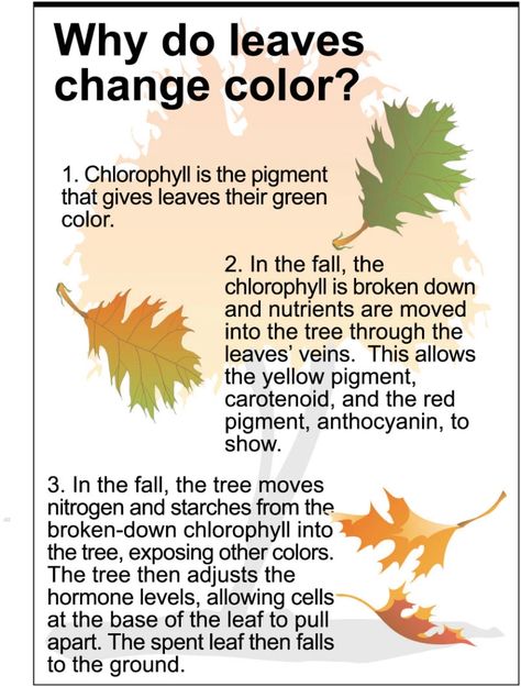 Why Do Leaves Change Color and Fall ? | Know-It-All Why Do Leaves Change Color, Colors Worksheet, Horticulture Education, Horticulture Therapy, Plant Biology, Biology Plants, Color Worksheet, Plant Physiology, Fall Worksheets