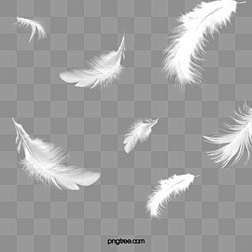 Feather Clipart, Fall Clipart, Png Aesthetic, Black And White Background, Black And White Lines, Sketchbook Ideas, Instagram Logo, White Feathers, Tropical Birds