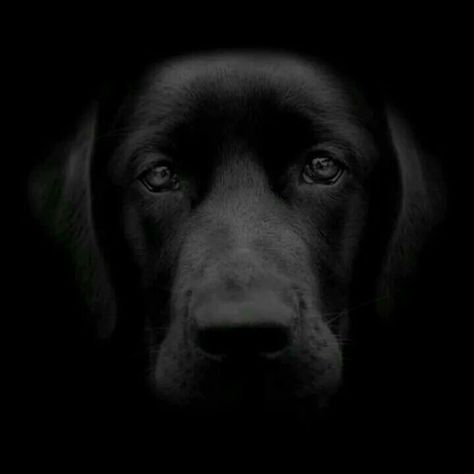 what a fabulous pic Labrador Noir, Black Labrador Retriever, Labrador Retriever Puppies, Labrador Retriever Dog, Black Labrador, Retriever Dog, Dog Photography, Animal Tattoos, Black Dog