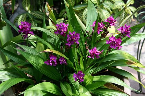 Even though it's called a "ground orchid," this one is growing in a pot and is doing very well. The Grapette Ground Orchid (Spathoglottis unguiculata) 'Grapette' is a beautiful, small terrestrial orchid with deep purple flowers one-inch across with a yellow fringed lip. The flowers are long lasting, produce successive flowers over time and have a distinct fragrance of grape juice (which I can definitely attest to). (April 26, 2008) Compact Gardening, Garden Orchids, Compound Design, Ground Orchids, Purple Flowering Plants, House Flowers, Florida Plants, Purple Plants, Exotic Orchids