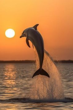 Zoo Photography, Dolphin Images, Dolphin Photos, Wild Animals Photography, Amazing Animal Pictures, Beautiful Ocean Pictures, Hilarious Pictures, Underwater Animals, Not Funny