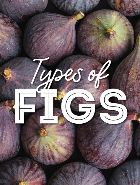 With so many types of figs, here's an in-depth guide to 17 different types of figs for making one of the many Live Eat Learn fig recipes. How To Eat Figs, Fig Varieties, Desert King, Black Mission Fig, Fig Recipes, Black Fig, Food Scientist, Dried Figs, Vegetarian Recipes Easy