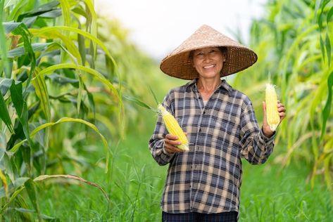 Asian farmer harvesting sweetcorn during... | Premium Photo %23Freepik %23photo %23happy-farmer %23agro-business %23farmer %23asian-farmer Farmer Pictures, Farmer Photography, Seasoned Corn, Growing Corn, Corn Field, Female Farmer, Harvest Time, Maize, Horticulture