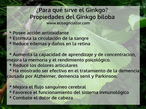 Ginkgo biloba, ¿Para qué sirve? Más de 30 propiedades y beneficios de esta planta medicinal Ginko Biloba, Ginkgo Biloba, Medicinal Plants, Cricut Projects, Reiki, Medicine, Herbs, Home And Garden, Cricut