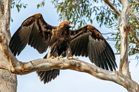 10 Wedge-Tailed Eagle Facts - Fact Animal Eagle Profile, Eagle Facts, Lee Hazlewood, Wedge Tailed Eagle, Bold Eagle, Cat Crying, Cat Biting, Nancy Sinatra, Australian Wildlife