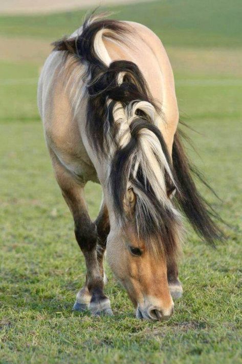 Red dun Norwegian Fjord horse with long streaked mane. Fjord Horse, Horse Mane, Most Beautiful Horses, Majestic Horse, All The Pretty Horses, Horse Crazy, Draft Horses, Cute Horses, Horse Life