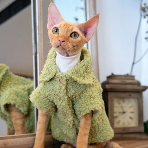 Cat,Cat clothes,Pet,Pet clothes,Cat lover,Cat owners,Etsy. Cats In Sweaters, Hairless Cats, Winter Cat, Cat Sweater, Hairless Cat, Cat Dresses, Sphynx Cat, Coat Winter, Sphynx