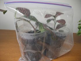 Propagating Fittonia | Read the comments, there's helpful suggestions in there! Fittonia Propagation, Fittonia Argyroneura, Angel Plant, Miniature Garden Plants, Date Plant, Open Terrariums, Nerve Plant, Paper Folding Crafts, Plant Propagation