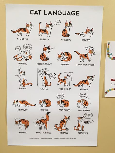 A guide to help with your cat. #guide #cat #funny Cat Cafe Name Ideas, Cat Cafe Design, Cat Hotel Ideas, Cat Cafe Ideas, Cat Cafe Interior, Cat Cafe Aesthetic, Cat Guide, Gato Bengali, Cat Cafes