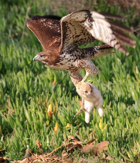 Juvenile red tailed hawk hunting rabbit charlescpan Realistic Bird Tattoo, Redtail Hawk, Bird Design Tattoo, Hunting Ideas, Bird Tattoo Men, Hawk Eagle, Small Bird Tattoo, Canary Birds, Bird Wedding