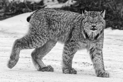 A Canadian Lynx Photo: Dana Foley Lynx Side Profile, Linx Cat Tattoo, Therian Types, Dana Foley, Animals Portrait, Lynx Lynx, Cat Sketch, Cat Photography, Cat People