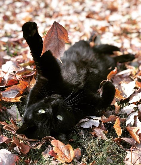 Cat Photoshoot Ideas Fall, Fall Cat Pictures, Cat In Fall Leaves, Cat Fall Photoshoot, Fall Cat Photoshoot, Fall Pet Photoshoot, Black Cat Photoshoot, Fall Kittens, Cat Photoshoot Ideas