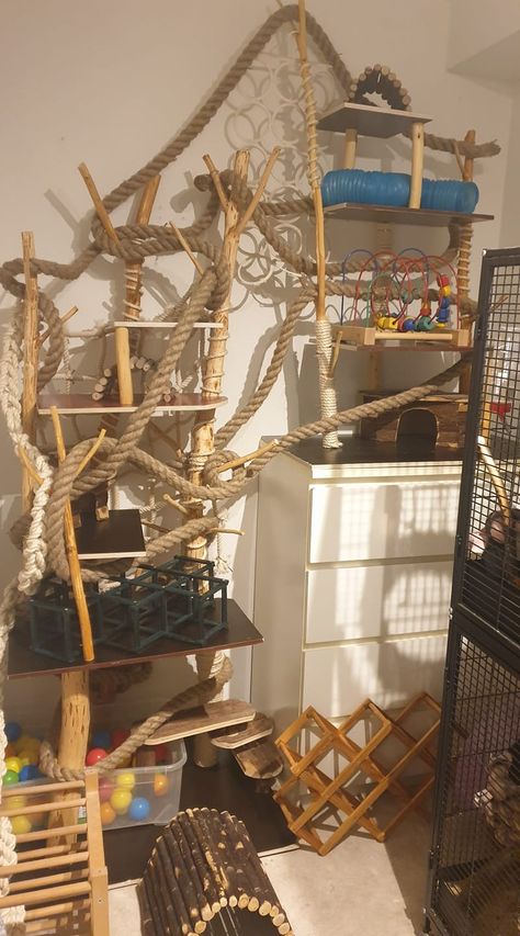 Rat Room Ideas, Rat Free Roam, Rat Free Roam Area, Diy Rat Cage Accessories, Rat Cage Setup, Rat Enclosure, Rat Cage Diy, Pet Rat Cages, Conure Cage