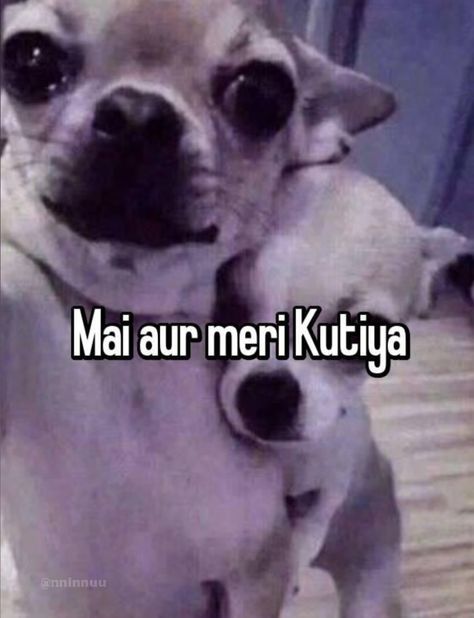 #whisper #desiwhisper #indianwhisper #desi #dogs Funny Flirting Quotes, Funny Faces Quotes, Funny Compliments, Funny Snapchat Pictures, Lame Jokes, Funny Words To Say, Desi Quotes, Desi Humor, Weird Quotes Funny