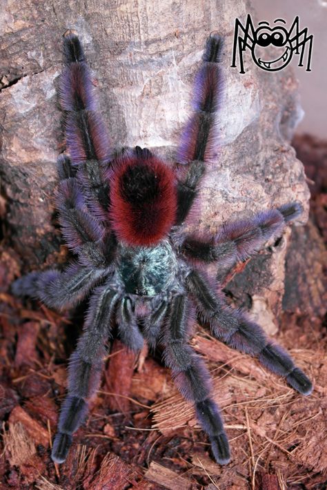 Avicularia Versicolor, Dangerous Spiders, Pet Tarantula, Arachnids Spiders, Spider Pictures, Spider Species, Wolf Spider, Cool Insects, Creepy Photos