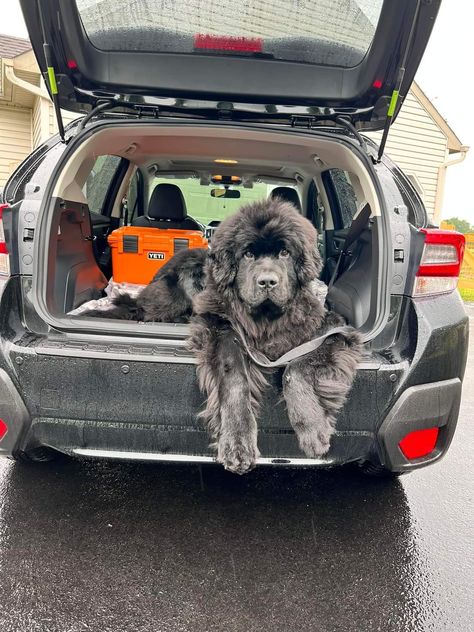 Newfoundland Puppy Grey, New Finland Dog, Big Fluffy Dogs, Newfoundland Puppies, Newfoundland Dogs, Dog Day Afternoon, Really Cute Puppies, Cute Dog Photos