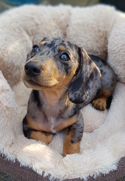 What Is The Difference Between Miniature and Standard Dachshunds? — Dachshund Friends Dachshund Personality, Standard Dachshund, Dachshund Breed, Miniature Dachshunds, Miniature Dachshund, What Is The Difference Between, Dachshund Puppy, Cute Animal Photos, Sausage Dog