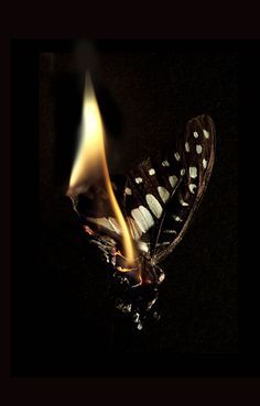 Related image Butterfly On Fire, Burning Butterfly, Mat Collishaw, Growth And Decay, Fire Photography, British Artist, Butterfly Art, Heart Art, The Butterfly