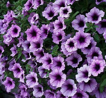 Superpetunia Bordeaux I don't buy any petunias anymore unless they are either superpetunias or waves.  They out perform the others hands down! Look at this gorgeous color! Supertunia Bordeaux Petunia, Wine Garden, Field Journal, Hosta Gardens, Purple Garden, Flower Landscape, Container Garden, Planting Herbs, Error Page