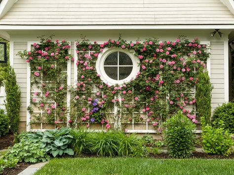 Climbing roses on side of garage Roses Garden Ideas, Porch Trellis, Cottage Garden Roses, Rose Garden Landscape, Rosé Back, Rose Trellis, Front Garden Design, Small Backyard Gardens, English Cottage Garden