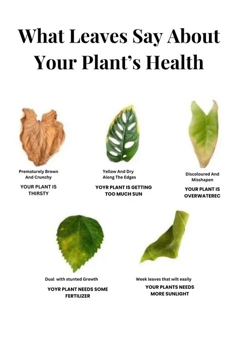 Ever wondered what your plant's leaves are trying to tell you? 🌿 A change in color, texture, or shape can reveal hidden issues affecting your plant’s health. Learn how to identify common problems and take the guesswork out of plant care. 🌱✨ #plantcare #healthyplants #gardeningtips #houseplants #greenthumb Plant Health Guide, Plant Health Leaves, Plant Leaves Problems, Herb Window, Plant Remedies, Plant Buddies, Houseplant Ideas, Garden Notes, Plant Friends