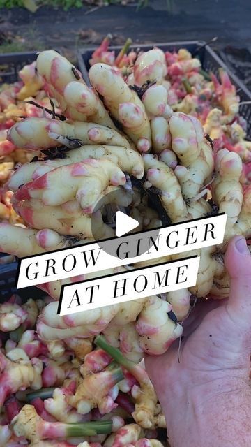 Sean Pessarra on Instagram: "Ginger is a great crop to grow in the home garden or on the farm and can easily be started from store bought. 

Keep in mind that this is baby ginger, as what you typically find at the grocery store with the tougher skin on the outside takes about 18 months of frost-free growth. Luckily you will find that baby ginger is very easy to work with and has a sweet spicy flavor and tinder texture.  It doesn’t require peeling. We typically keep it in the freezer and then use a microplane to grate it into food. 

@mindfulkitchenarkansas uses the ginger we grow with Whispering Willow Farm to make elderberry syrup! Baby ginger imparts strong immune support properties and a delicious flavor. You can find our syrup in the Whispering Willow Store. 

If you are the type that Garden Knowledge, Make Elderberry Syrup, Heirloom Garden, Growing Ginger, Berry Plants, Elderberry Syrup, Food Forest, School Garden, Growing Fruit