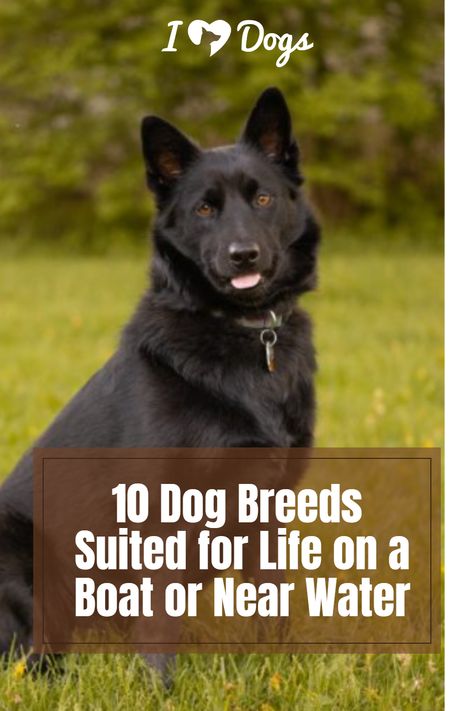 10 Dog Breeds Suited for Life on a Boat or Near Water Irish Water Spaniel, American Water Spaniel, Water Rescue, Chesapeake Bay Retriever, Portuguese Water Dog, Marine Environment, Water Dog, On A Boat, Standard Poodle