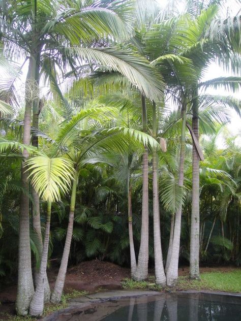 Alexandra palm (archontophoenix alexandrae, king palm, northern bangalow palm, feather palm) is a tall palm endemic to Queensland, Australia. The trunk is often swollen at the base, and bears prominent leaf scars. The graceful crown has 8 to 10 pinnate, feather-like fronds that measure up to 4.5m in length. It grows to a height of 30m. Palm Garden Ideas, Hawaiian Landscaping, Tropical Looking Plants, Alexander Palm, Alexander Palms, Outdoor Tropical Plants, Rainforest Garden, Palm Trees Garden, Tropical Landscaping Ideas