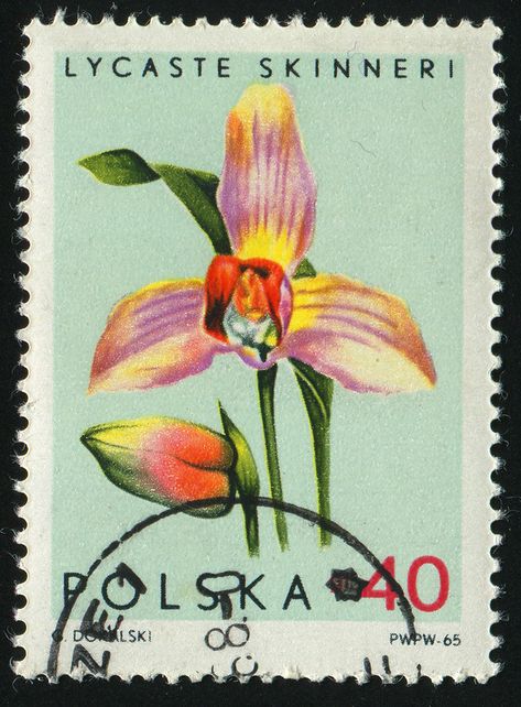 Poland 0198 m | POLAND - CIRCA 1965: Beautiful flower. Lycas… | Flickr Postal Vintage, Mail Stamp, Postage Stamp Art, Vintage Postage Stamps, Letter Stamps, Vintage Postage, Artist Portfolio, Post Stamp, Flower Stamp