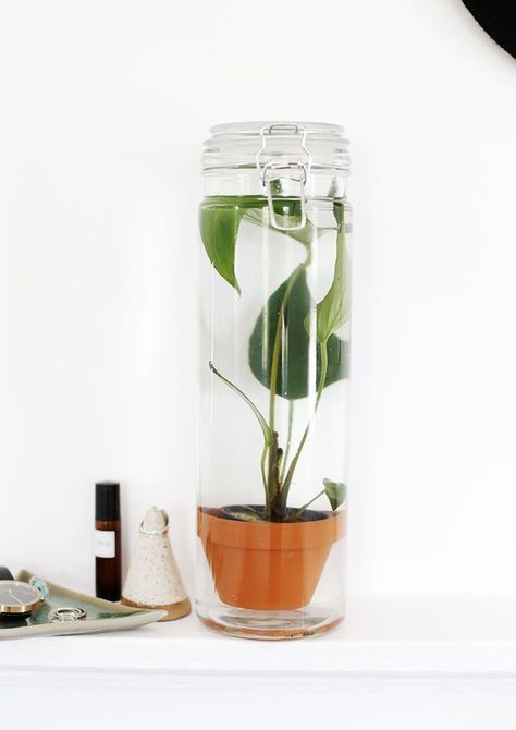 DIY Potted Water Plant /themerrythought/ Succulent Pottery, Indoor Planting, Avocado Dessert, Indoor Water Garden, Plant Goals, Indoor Greenery, Pond Life, Water Gardens, Terrarium Diy