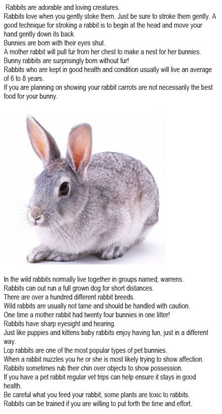 Childhood Education: Facts about bunnies for kids Facts About Bunnies, Easter Holiday Activities, Bunny Care Tips, Rabbit Facts, Bunny Activities, Rabbit Stuff, Brave Writer, Easter Crafts Preschool, Bunny Stuff