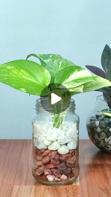 Money Plant In Water, Money Plants, Grow Money, Decorative Pebbles, Money Plant, Pothos Plant, Water Plants, Growing Plants, In Water