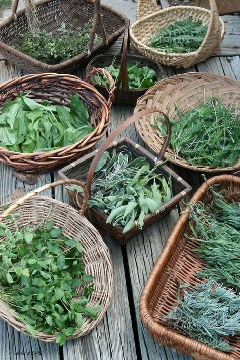 Healing Herbs, Growing Herbs, Edible Garden, Kitchen Garden, Drying Herbs, Permaculture, Herb Garden, Fresh Herbs, Botany