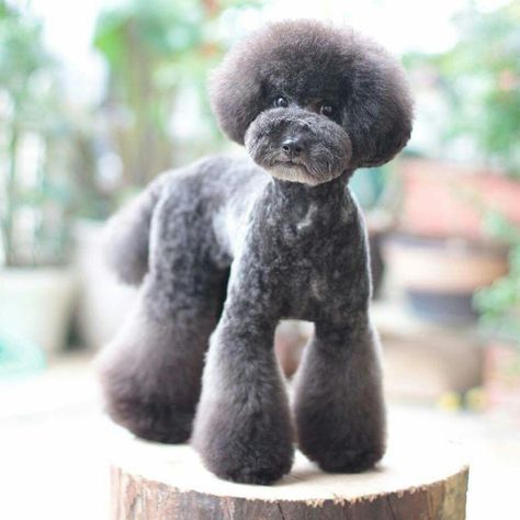 Asian Fusion Dog Grooming, Asian Fusion Poodle, Poodle Grooming Styles, Toy Poodle Haircut, Wedding Couple Pictures, Poodle Hair, Dog Grooming Styles, Poodle Haircut, Poodle Cuts