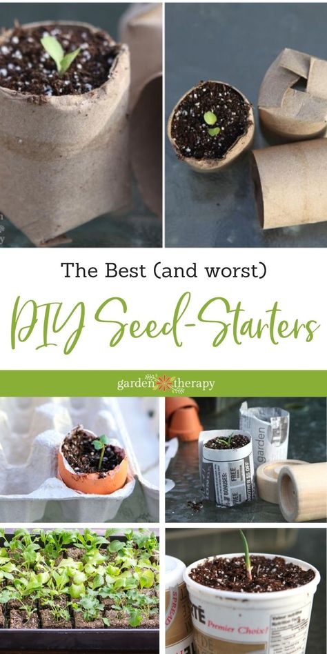 Growing Tomatoes From Seed, Creeping Thyme, Lettuce Seeds, Tomato Seedlings, Growing Tomatoes In Containers, Seed Starting Mix, Starting Seeds Indoors, Garden Hacks, Terrarium Diy