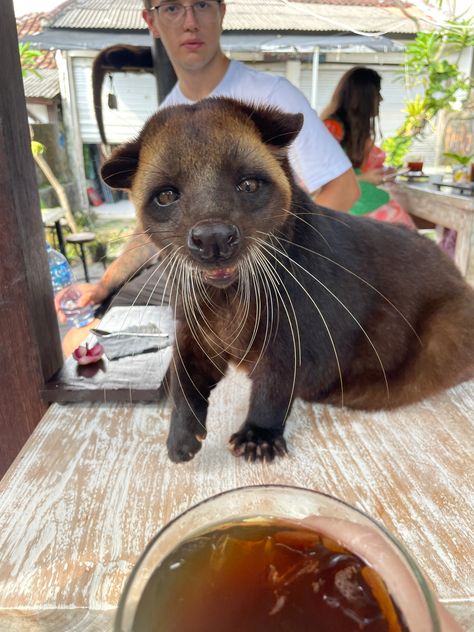 #bali #indonesia #luwak #coffee #animals #cat #summer #vacation #travel Bali Animals, Luwak Coffee, Bali Wildlife, Cat Summer, Manifestation Journal, Vacation Travel, Summer Vacation, Bali, Indonesia