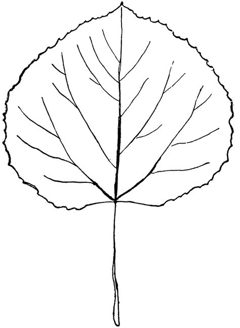 Aspen Branch Clip Art | Genus Populus, L. (Aspen, Poplar) Aspen Leaf Drawing, Aspen Leaves Tattoo, Tattoo Coordinates, Aspen Trees Tattoo, Daughter Advice, Leaves Tattoo, Aspen Leaves, Leave Pattern, Tree Tattoos