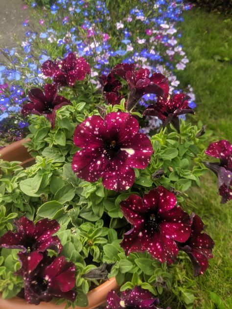 Beyond happy with my night sky petunias :) Night Sky Petunia, Lightning Sky, Window Box Garden, Plant Window, Backyard Designs, Gothic Garden, Fall Planters, Cottage Garden Plants, Succulents In Containers