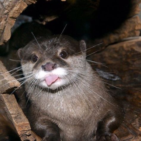 crazy otter floof! Silly Otter Pictures, Happy Otter, Funny Otter, River Otters, Nice Smile, Otters Cute, Otter Love, Baby Otters, Shirts Short Sleeve