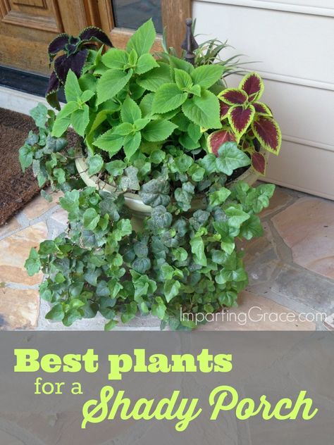 Tips for growing potted plants in shaded spaces such as a covered porch | ImpartingGrace.com Front Porch Plants, Porch Plants, Tanaman Pot, Covered Porches, Planter Garden, Meteor Garden 2018, Best Plants, Diy Outdoor Decor, Patio Plants