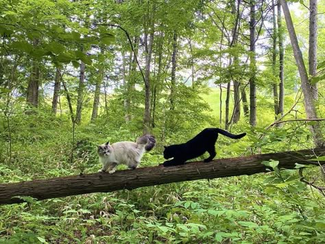 Cat Nature Aesthetic, Warrior Cats Reference, Cats Reference, Cats In Nature, Warrior Oc, Warrior Cats Series, Animal Poses, Cats Outside, Cat Poses